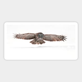 Silent Hunter - Great Grey Owl Sticker